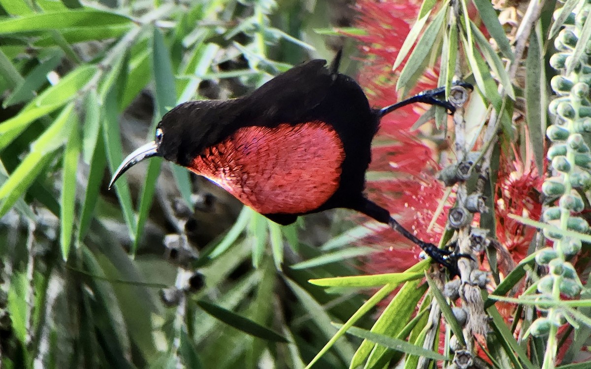 Rotbrust-Glanzköpfchen - ML645725562