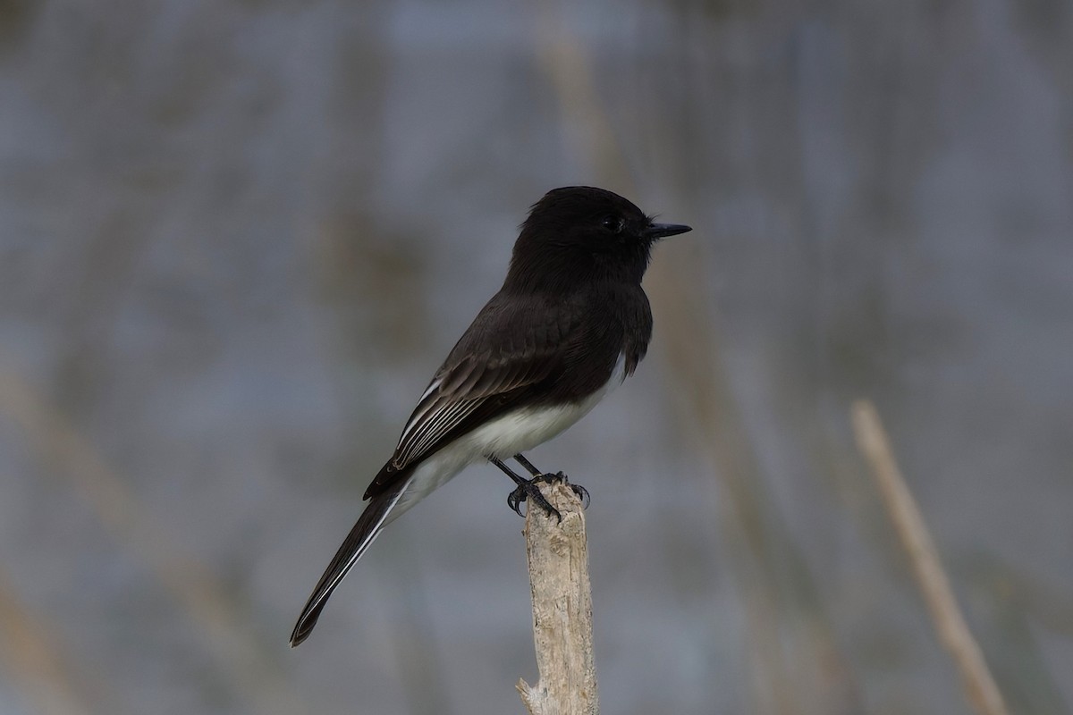 Schwarzkopf-Phoebetyrann - ML645725564