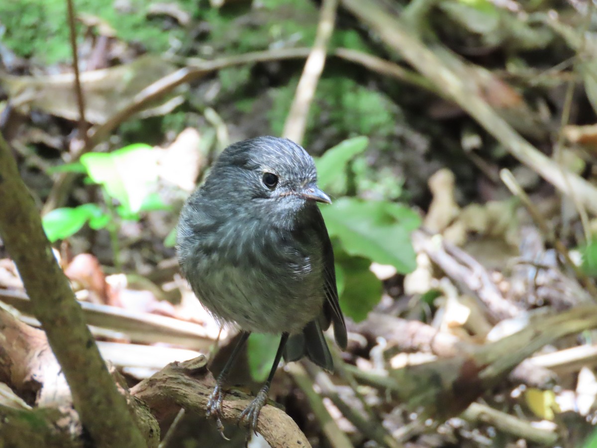 Nordinselschnäpper - ML645725565