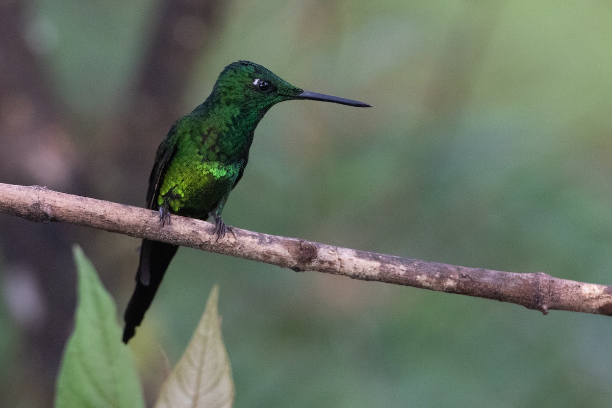 Empress Brilliant - ML645725566