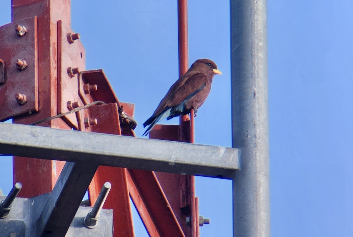 Broad-billed Roller - ML645725568