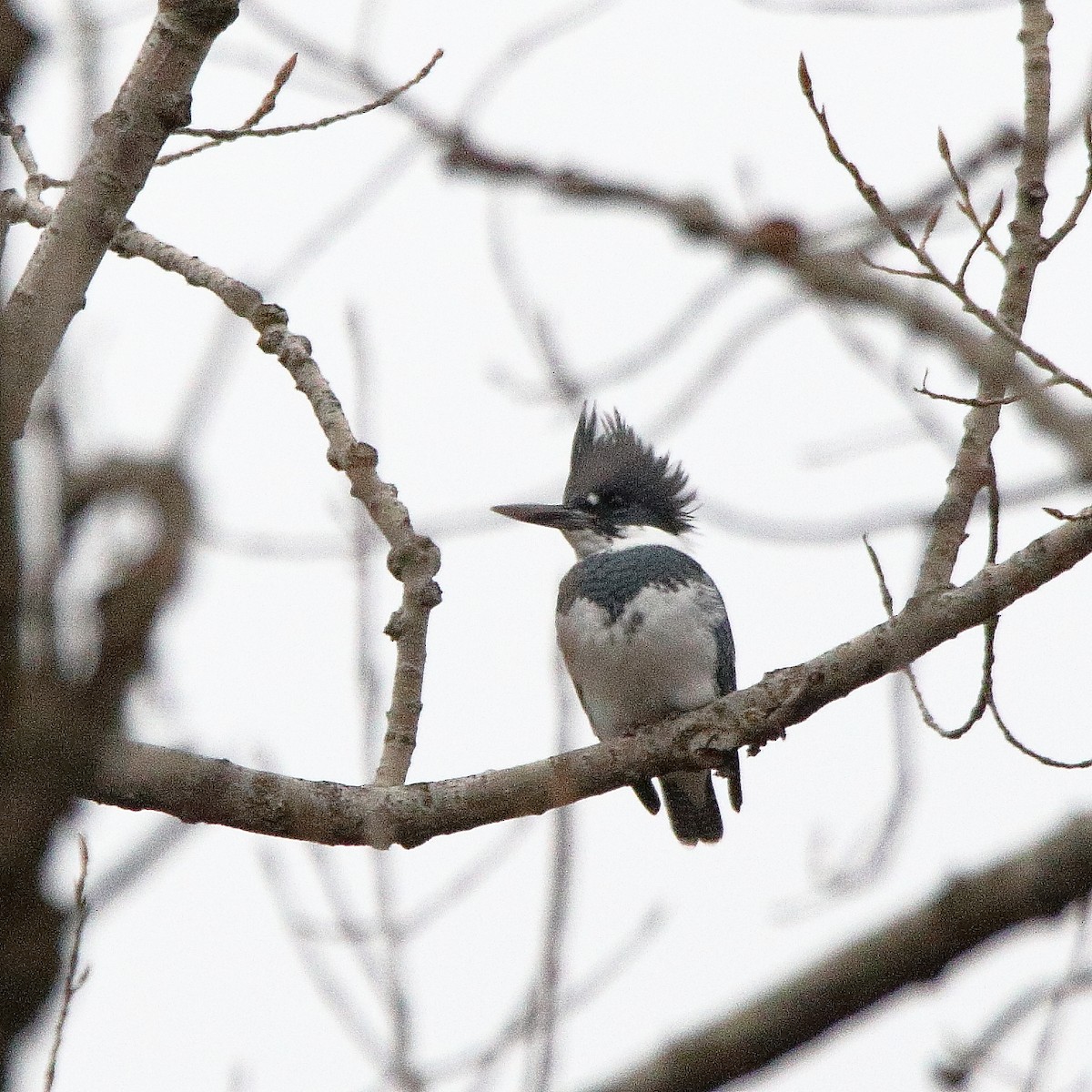Belted Kingfisher - ML645725573