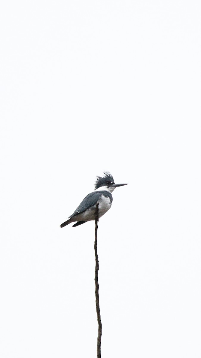Belted Kingfisher - ML645725574
