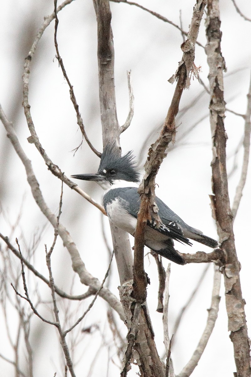 Belted Kingfisher - ML645725575