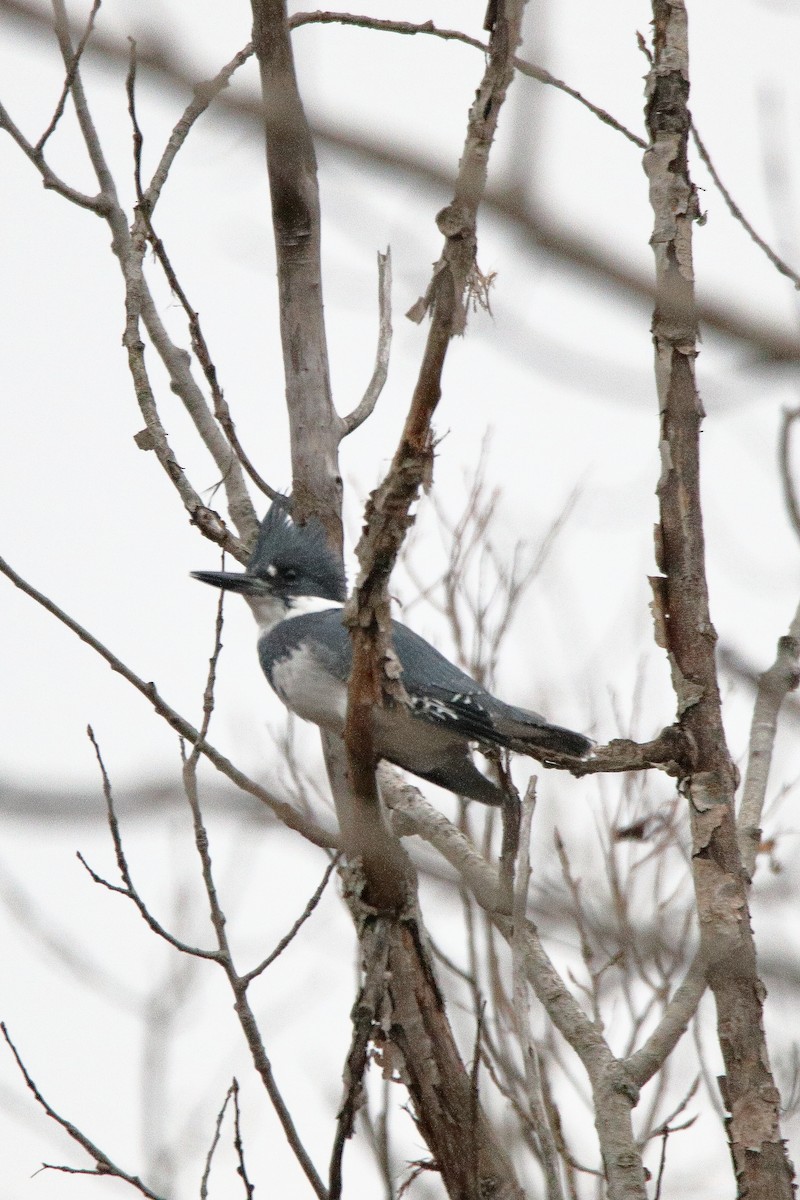 Belted Kingfisher - ML645725576