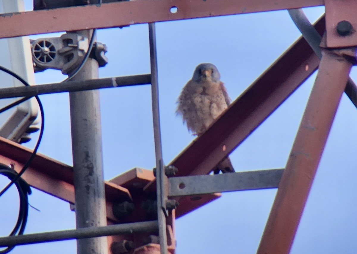 Lesser Kestrel - ML645725577