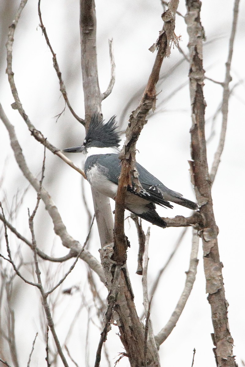 Belted Kingfisher - ML645725578