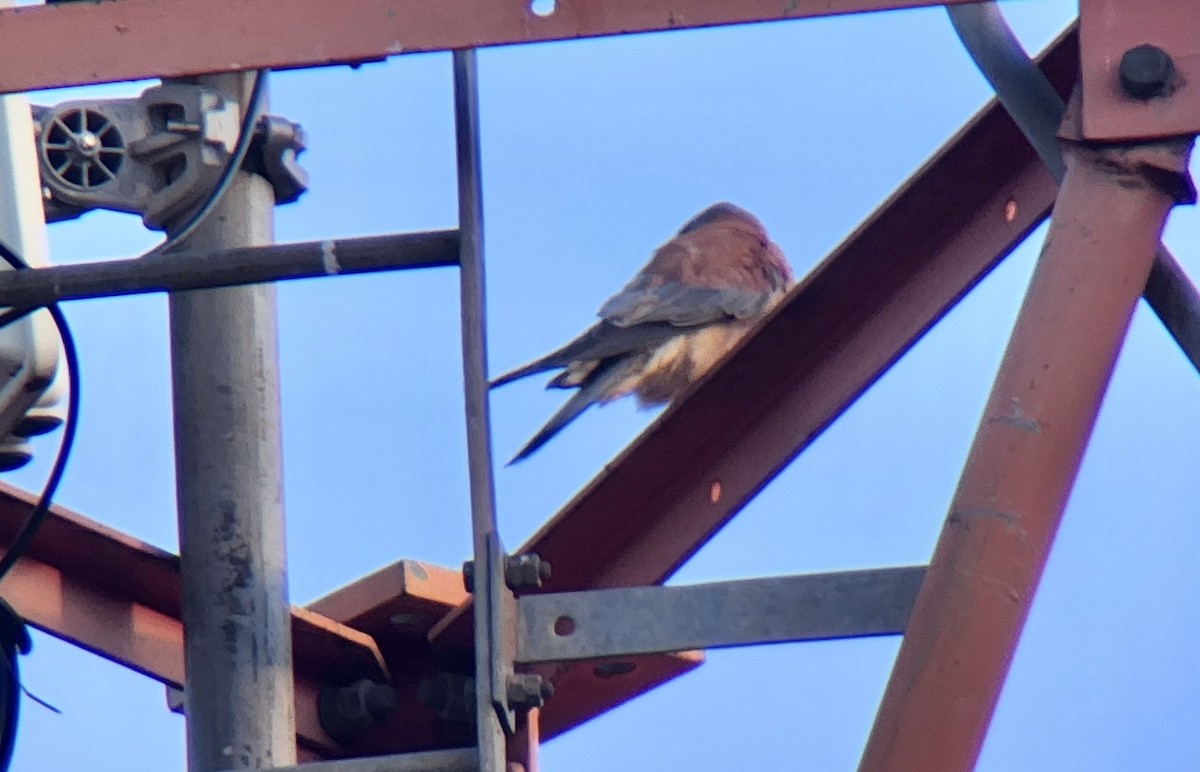 Lesser Kestrel - ML645725579