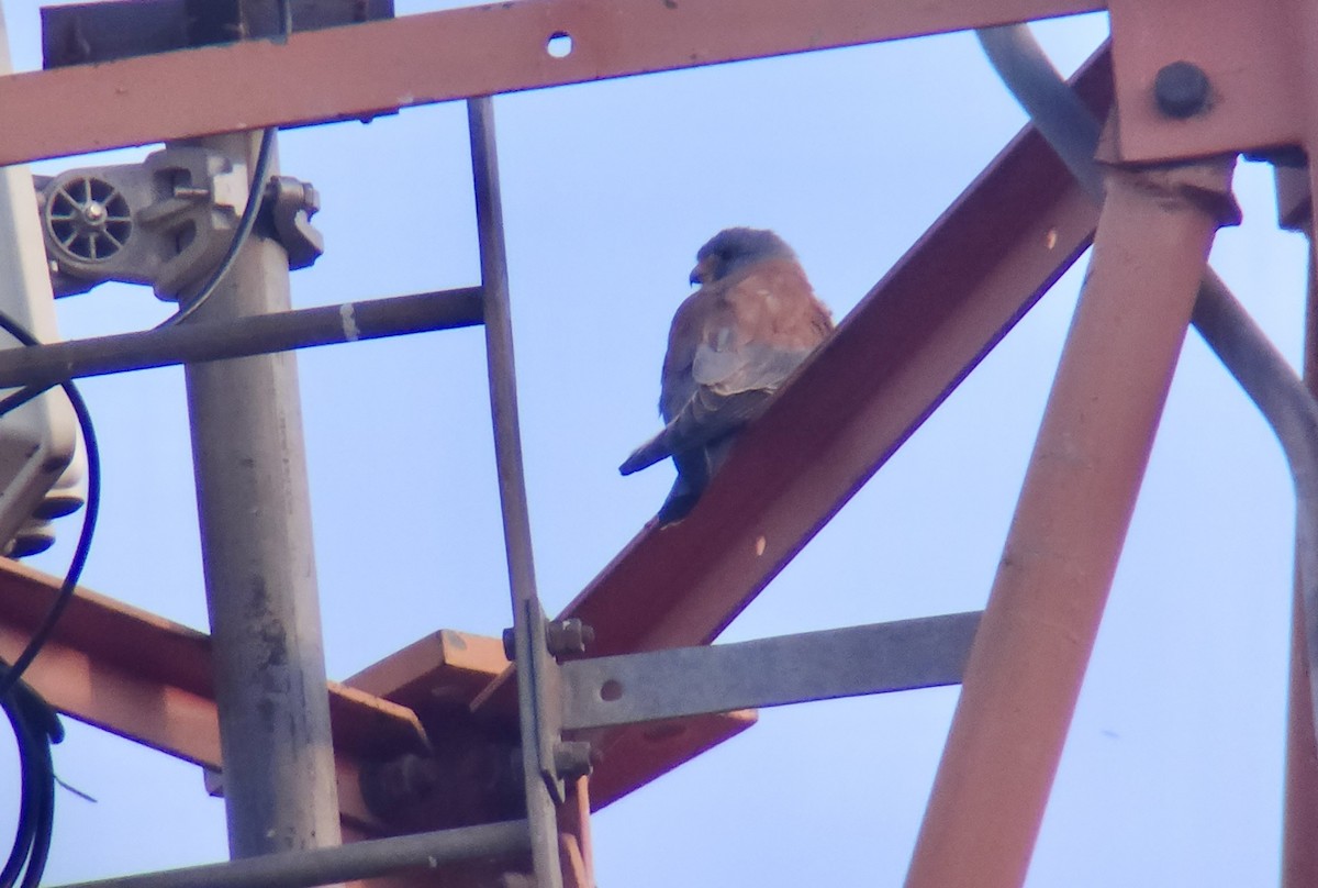 Lesser Kestrel - ML645725580
