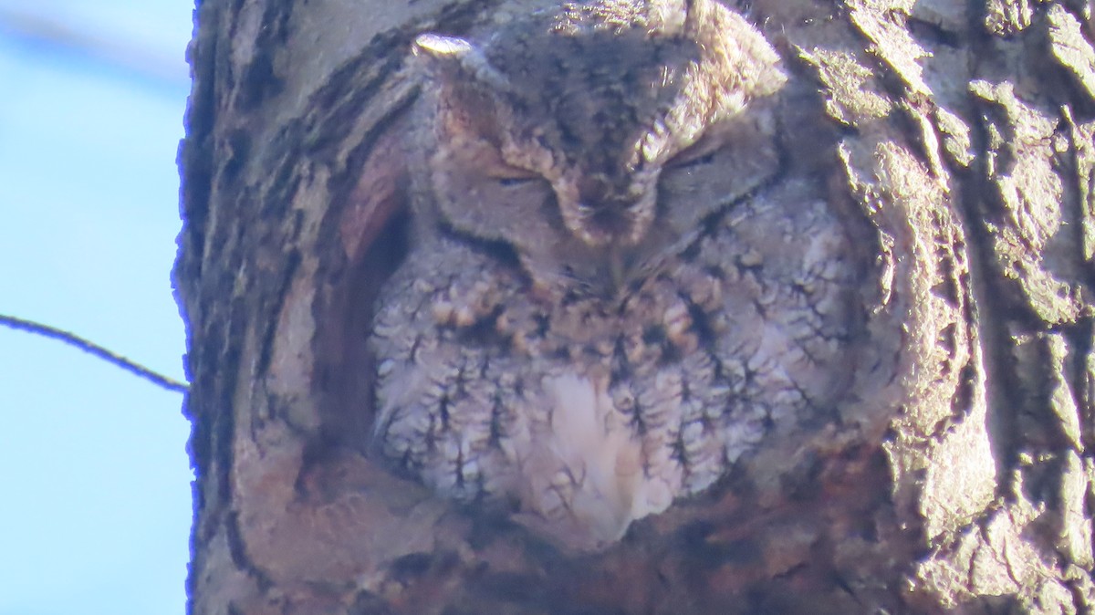 Восточноамериканская совка - ML645725590