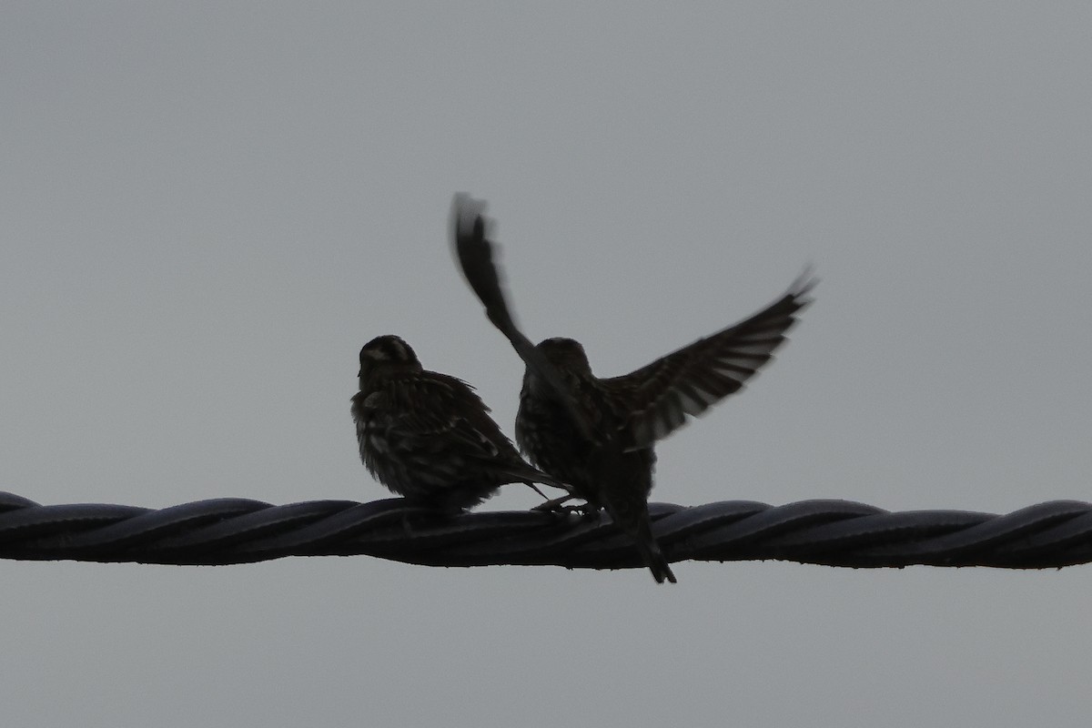 Rock Sparrow - ML645725601