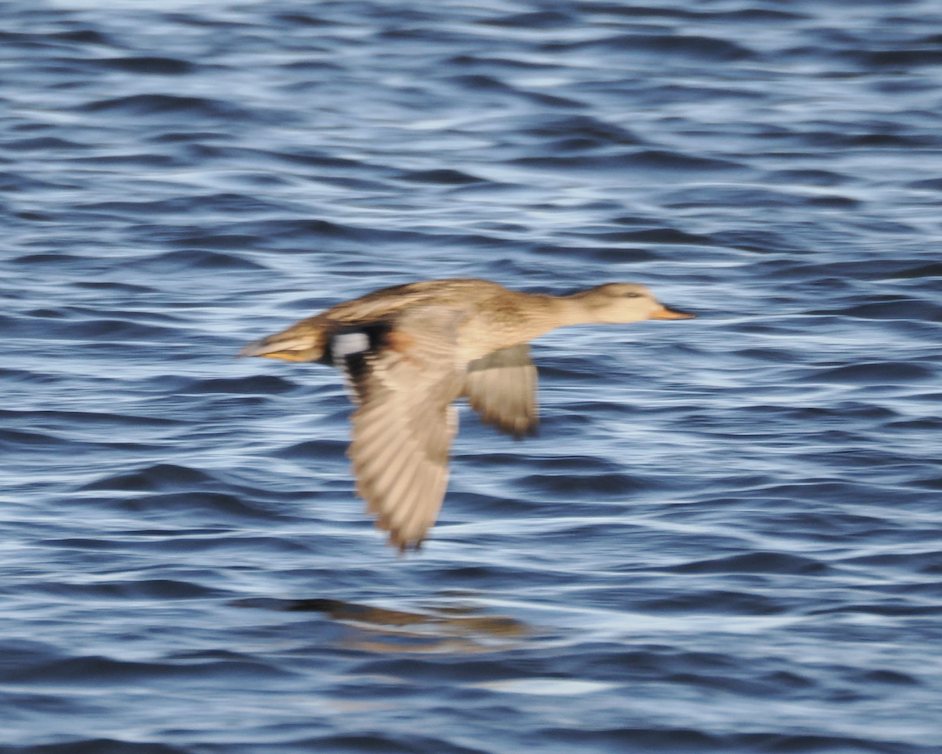 Gadwall - ML645725606