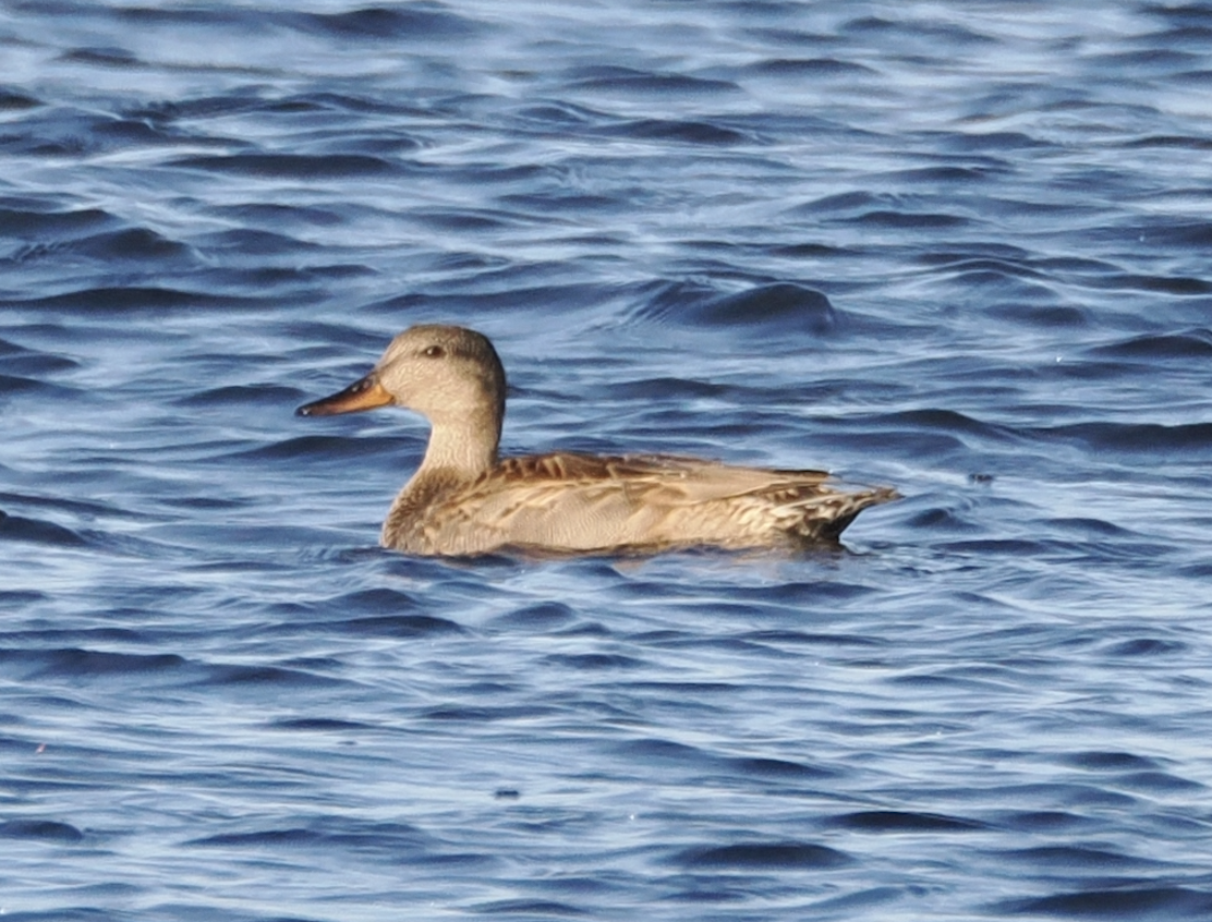 Gadwall - ML645725607