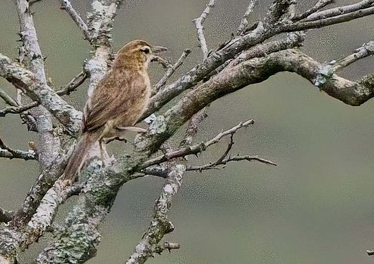 Firewood-gatherer - ML645725614
