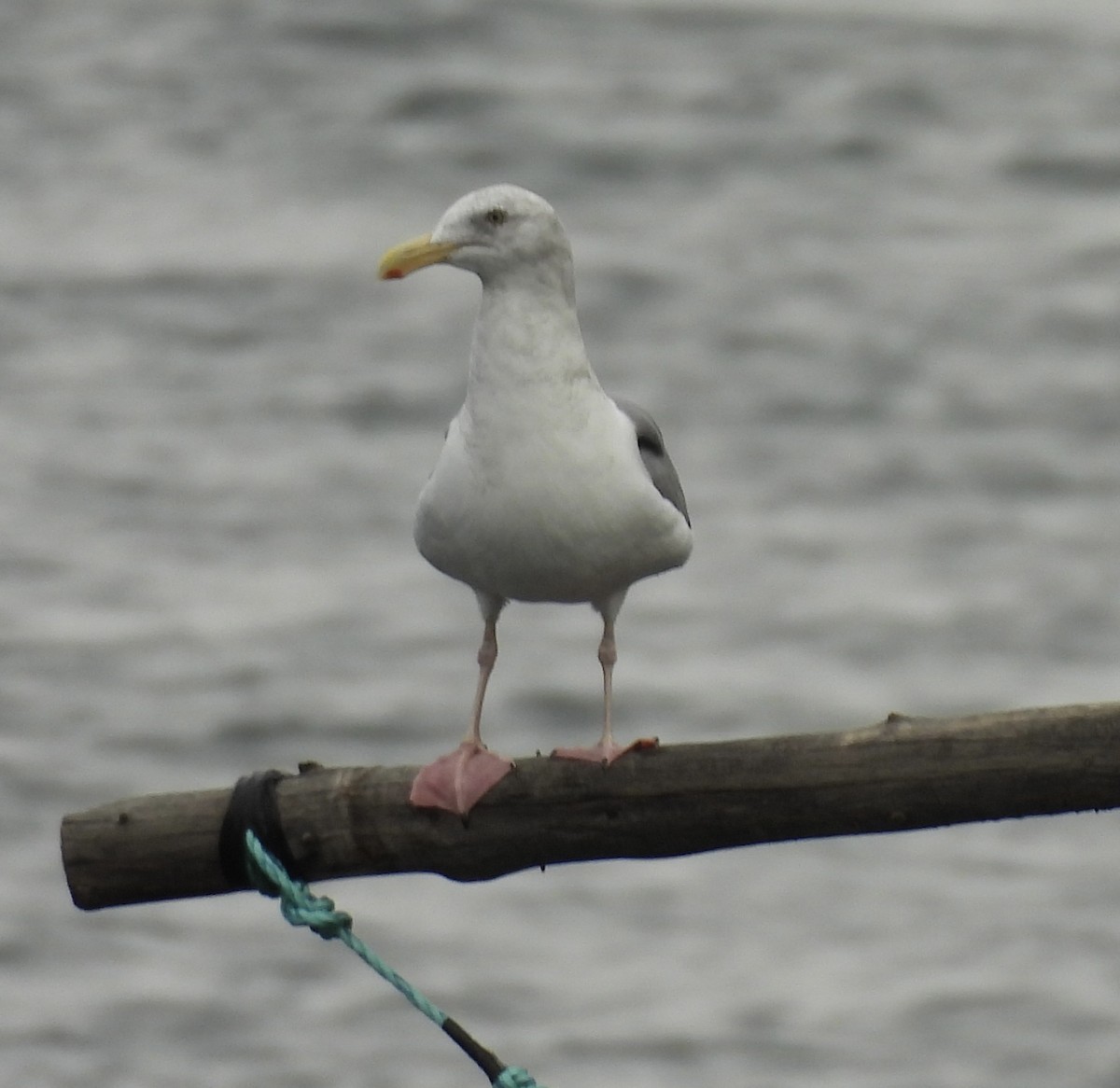 gull sp. - ML645725615
