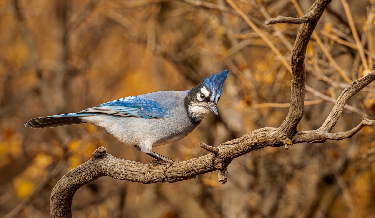 Стеллерова x Голубая сойка (гибрид) - ML645725621
