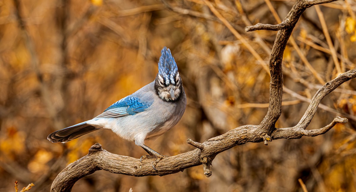 Стеллерова x Голубая сойка (гибрид) - ML645725622