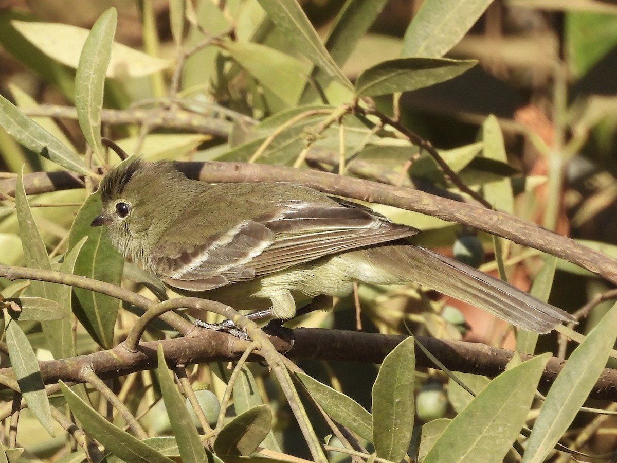 Small-headed Elaenia - ML645725624