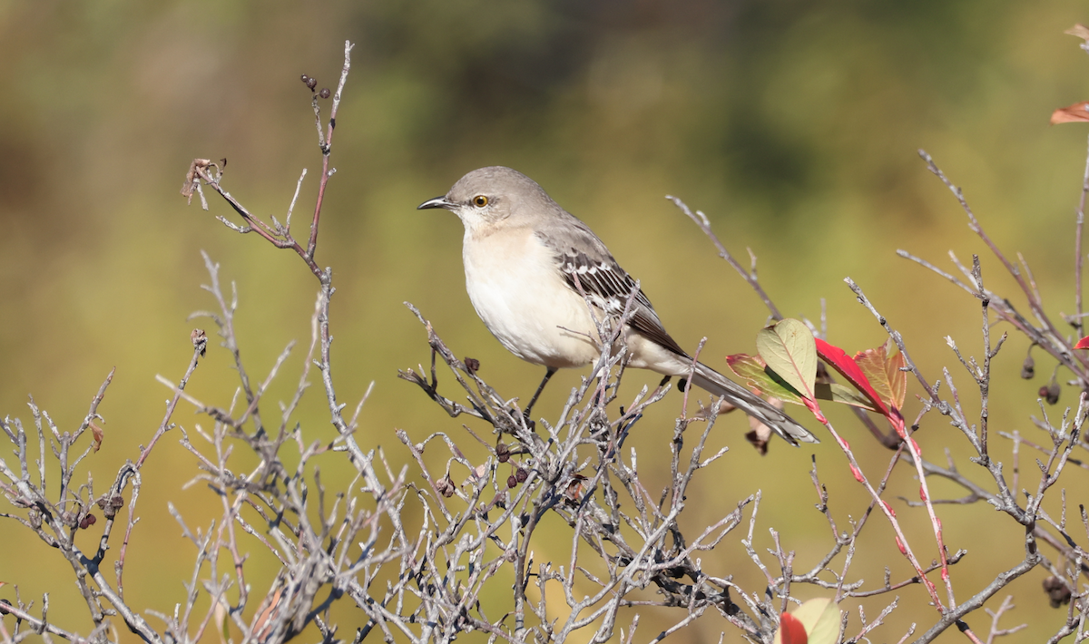 Northern Mockingbird - ML645725628