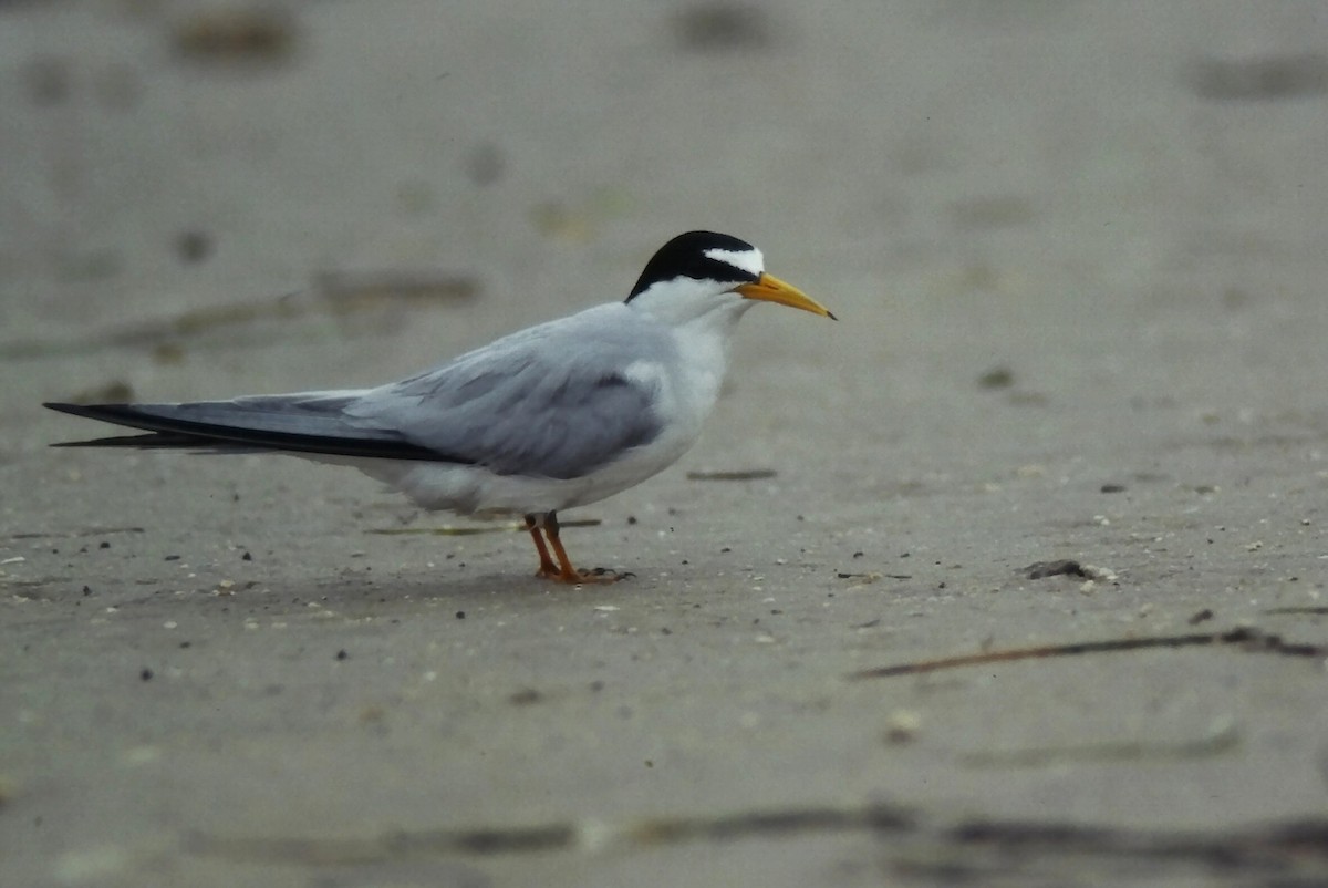 Least Tern - ML645725629