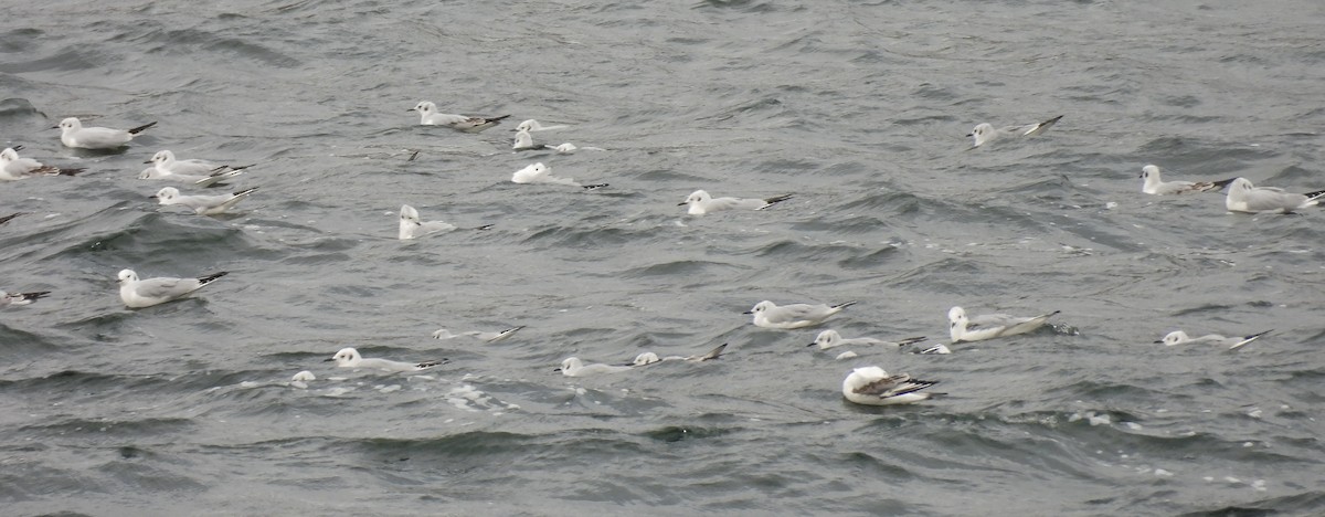 Bonaparte's Gull - ML645725630