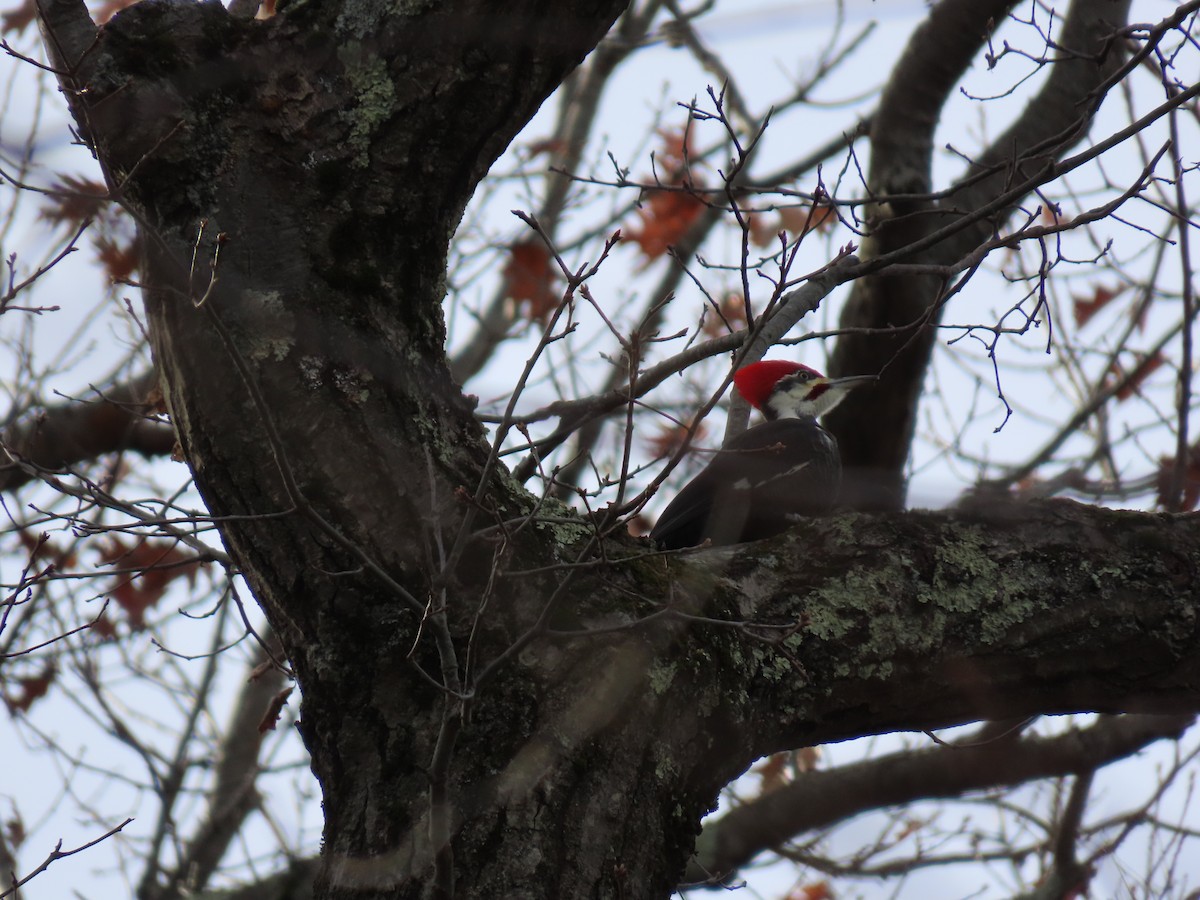 Pileated Woodpecker - ML645725632