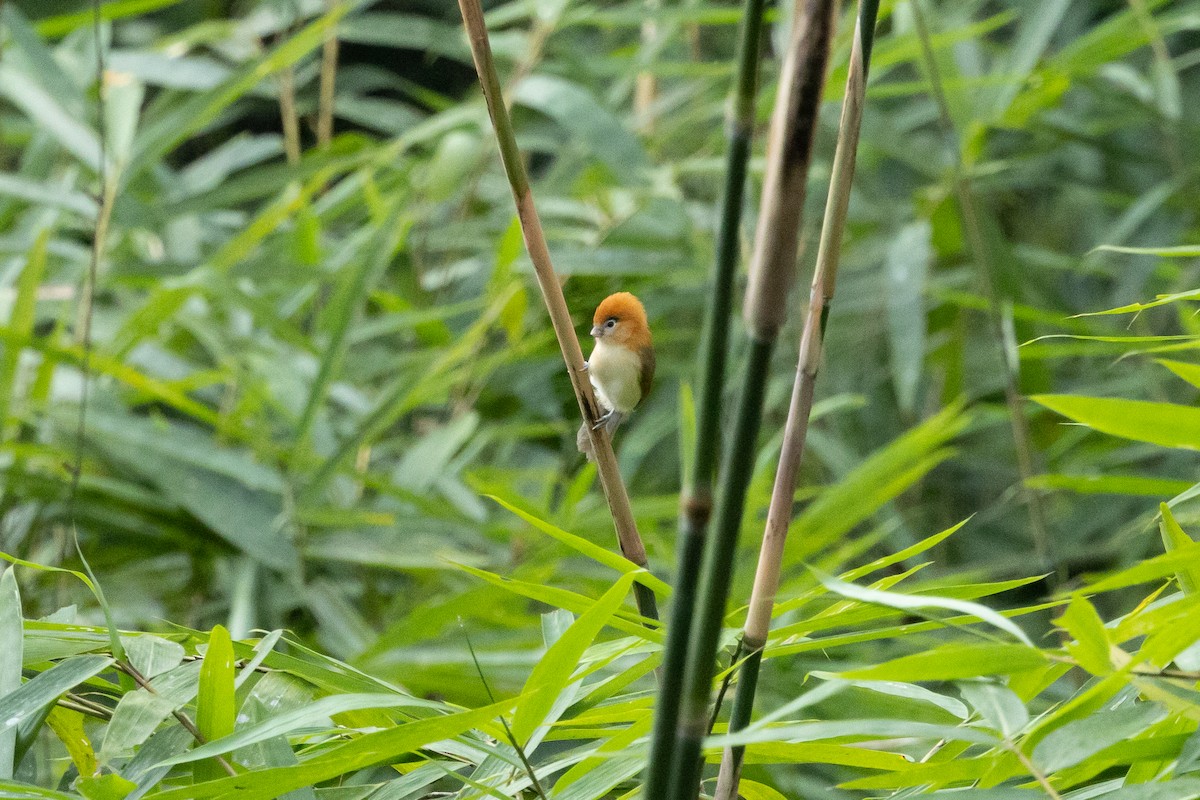 Pale-billed Parrotbill - ML645725633