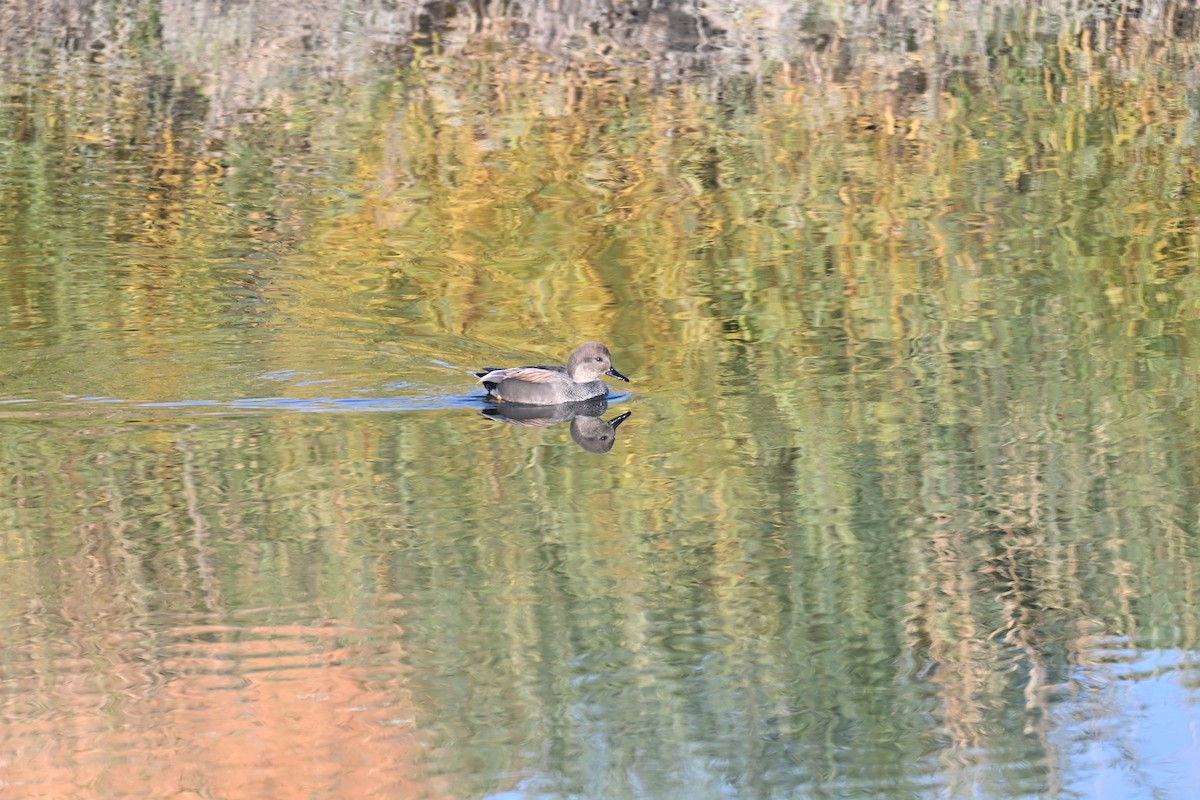 Gadwall - ML645725634