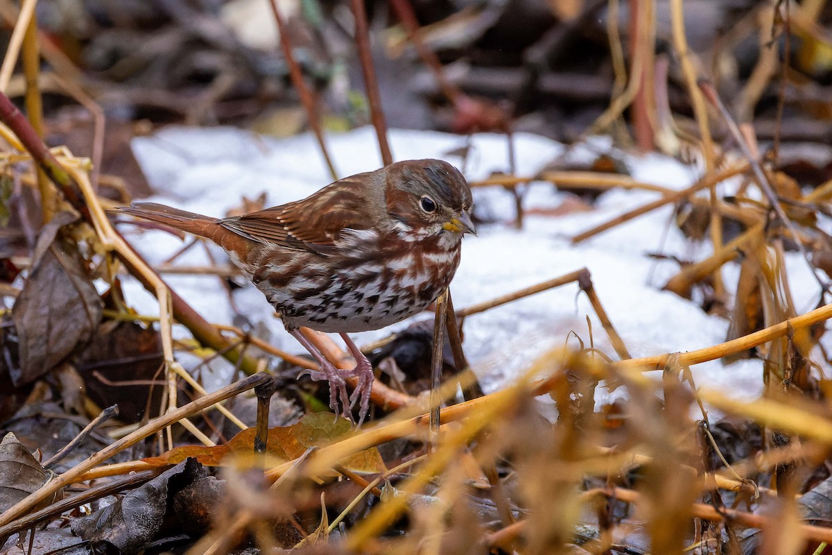 Fox Sparrow - ML645725635