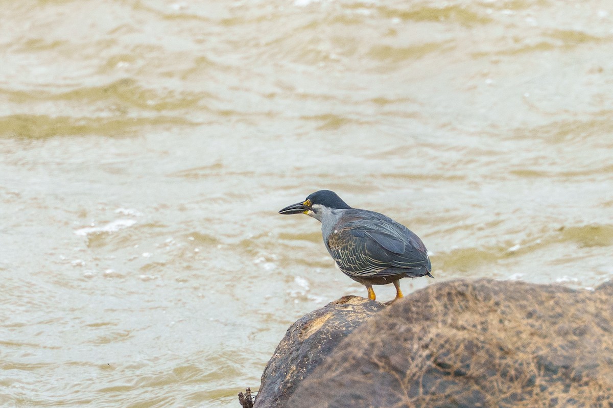 Little Heron - ML645725636
