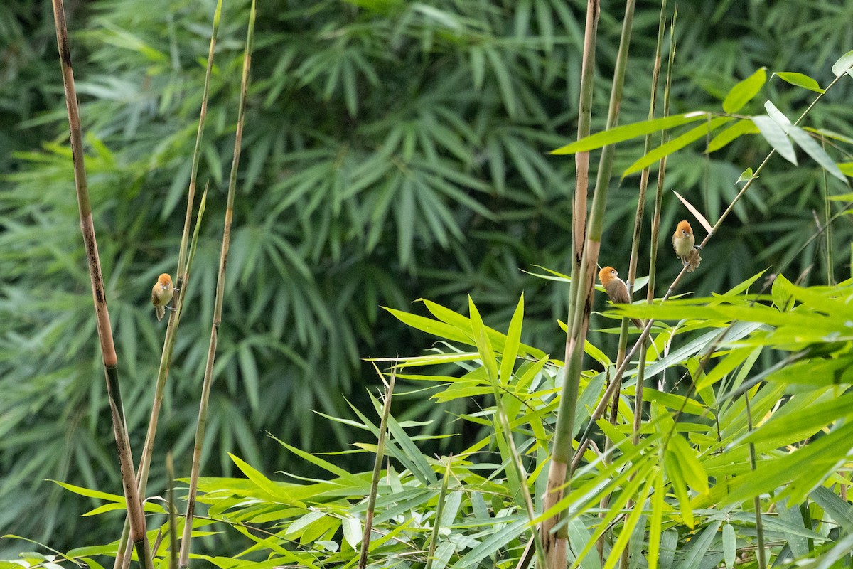 Pale-billed Parrotbill - ML645725639