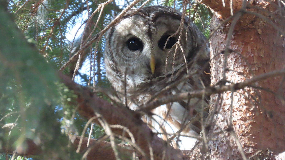 Barred Owl - ML645725640