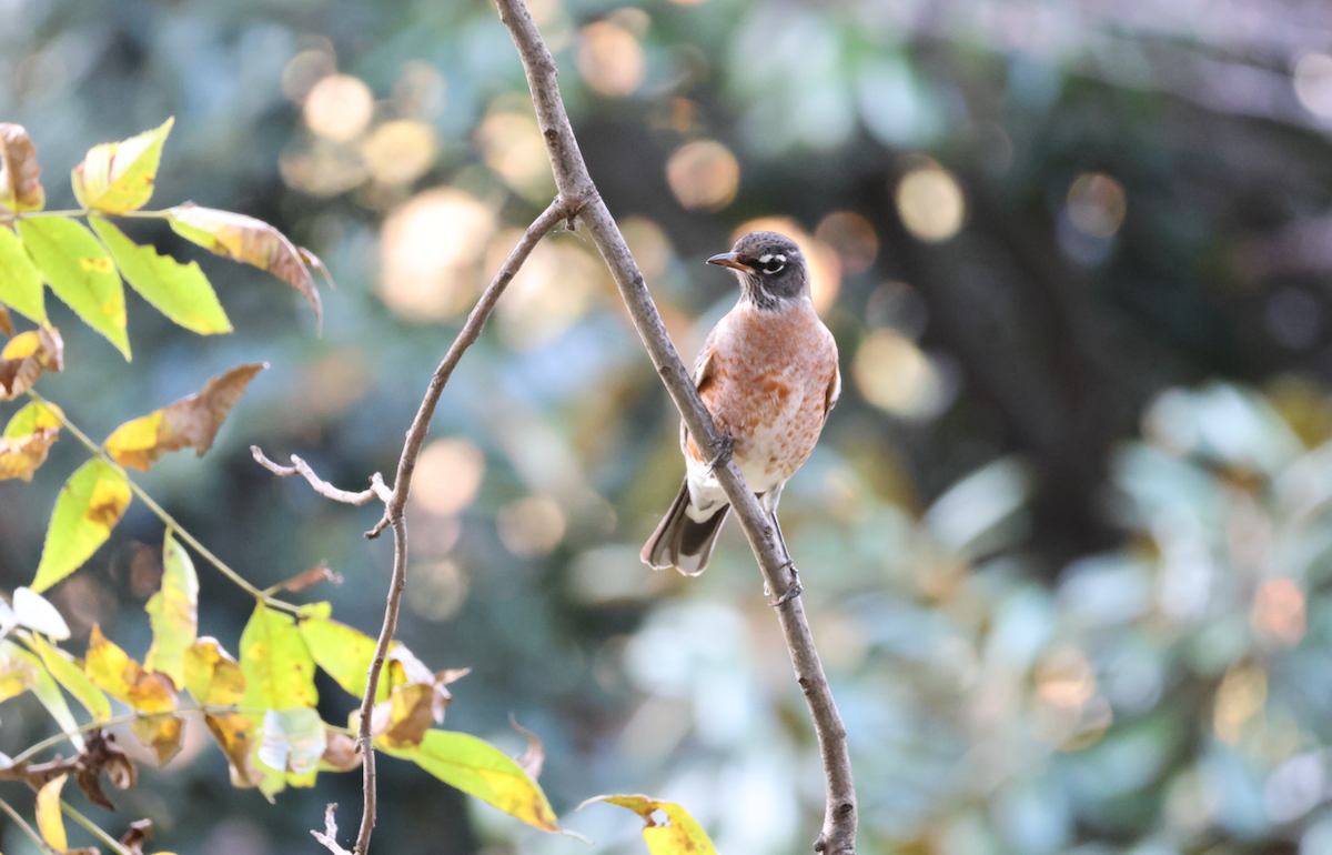 American Robin - ML645725641