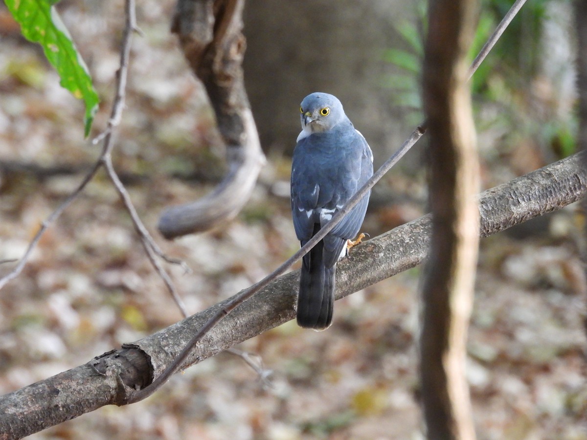 Frances's Sparrowhawk - ML645725642