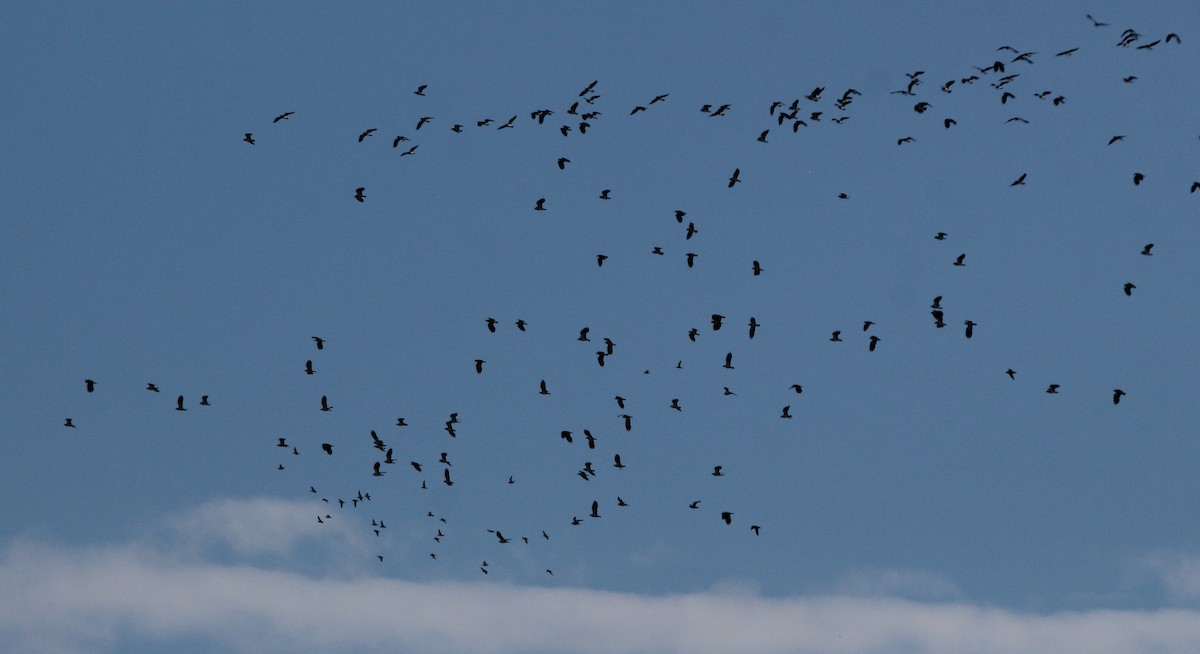Northern Lapwing - ML645725643