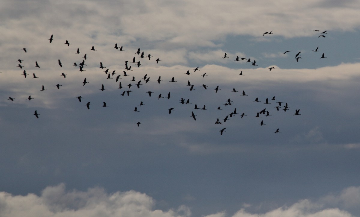 Northern Lapwing - ML645725644