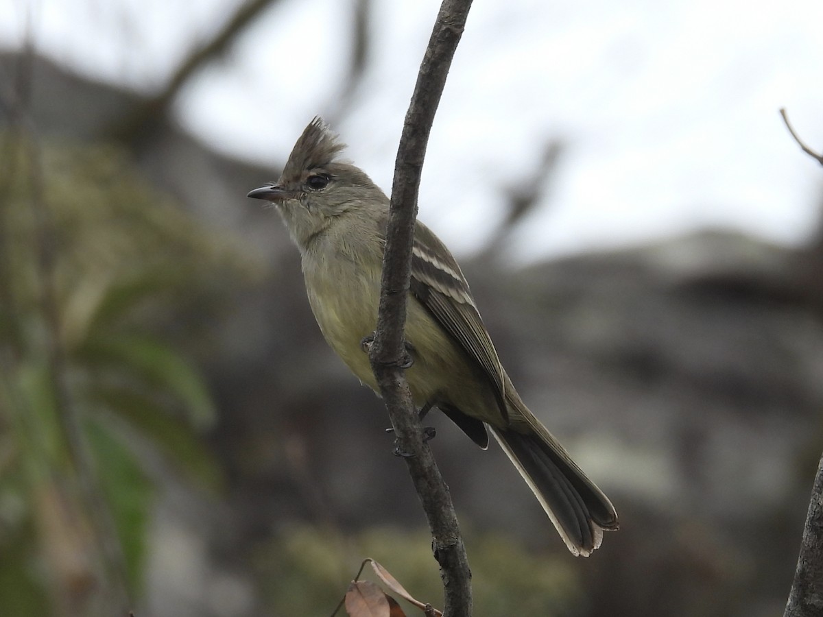 Plain-crested Elaenia - ML645725645