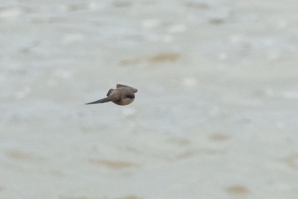 Madagascar Martin - ML645725646