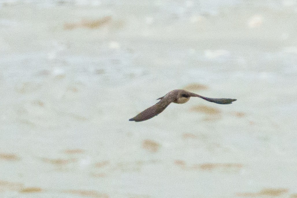 Madagascar Martin - ML645725647