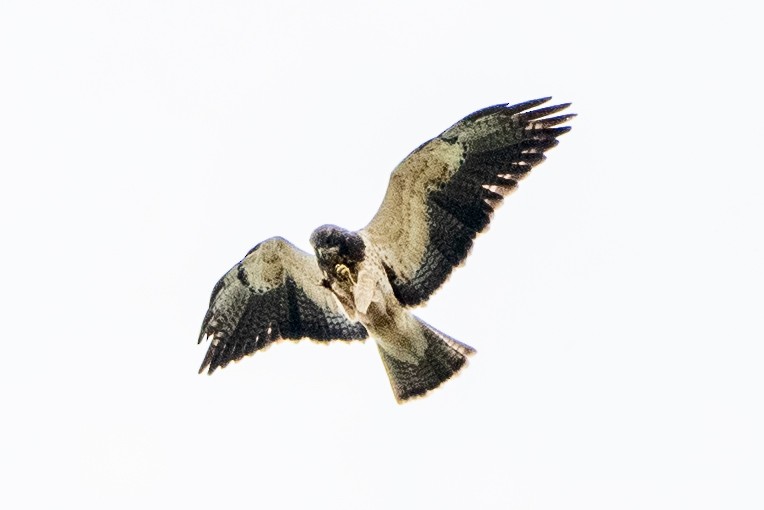Swainson's Hawk - ML645725650