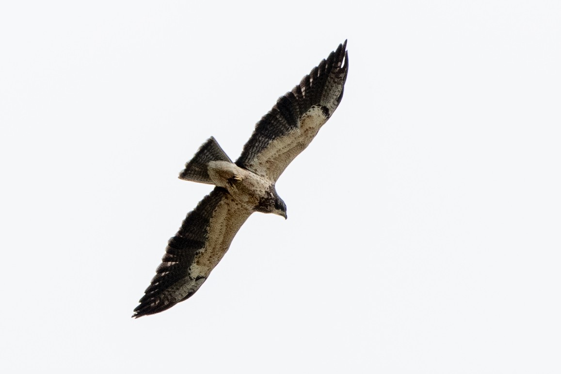Swainson's Hawk - ML645725651