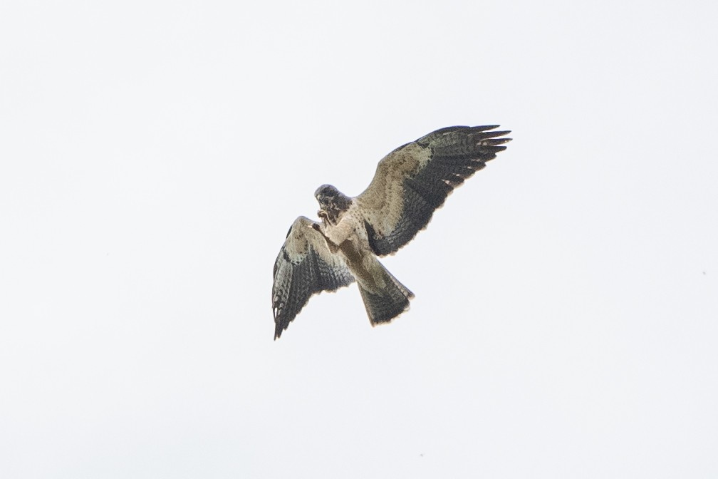 Swainson's Hawk - ML645725652