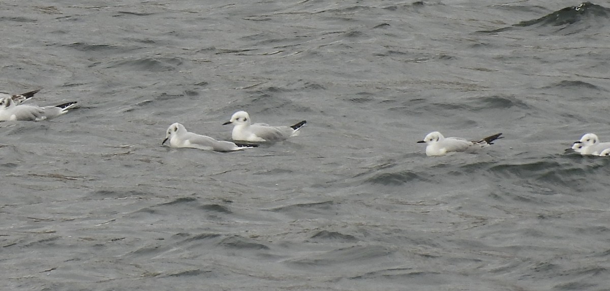 Bonaparte's Gull - ML645725654