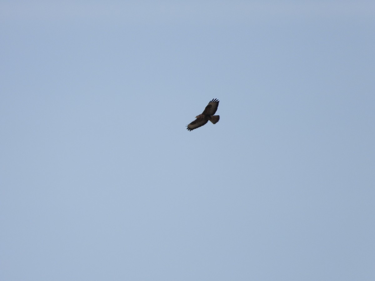 Common Buzzard - ML645725655