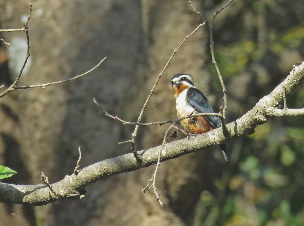Collared Falconet - ML645725656