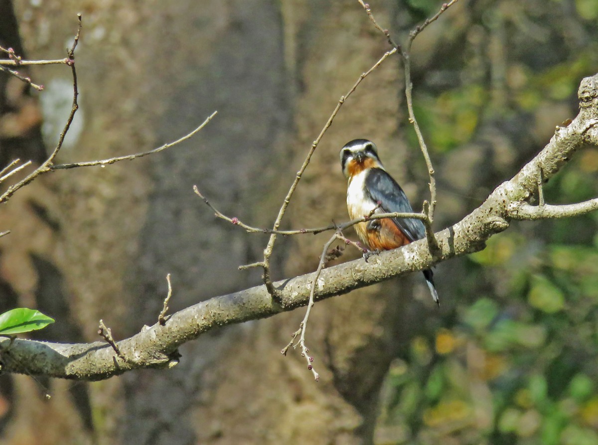 Collared Falconet - ML645725657