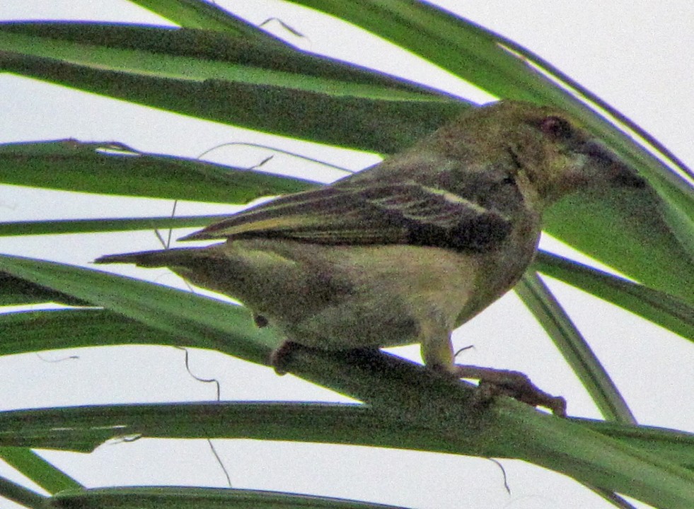 Village Weaver - ML645725660