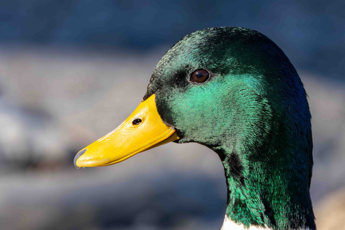Mallard - ML645725663