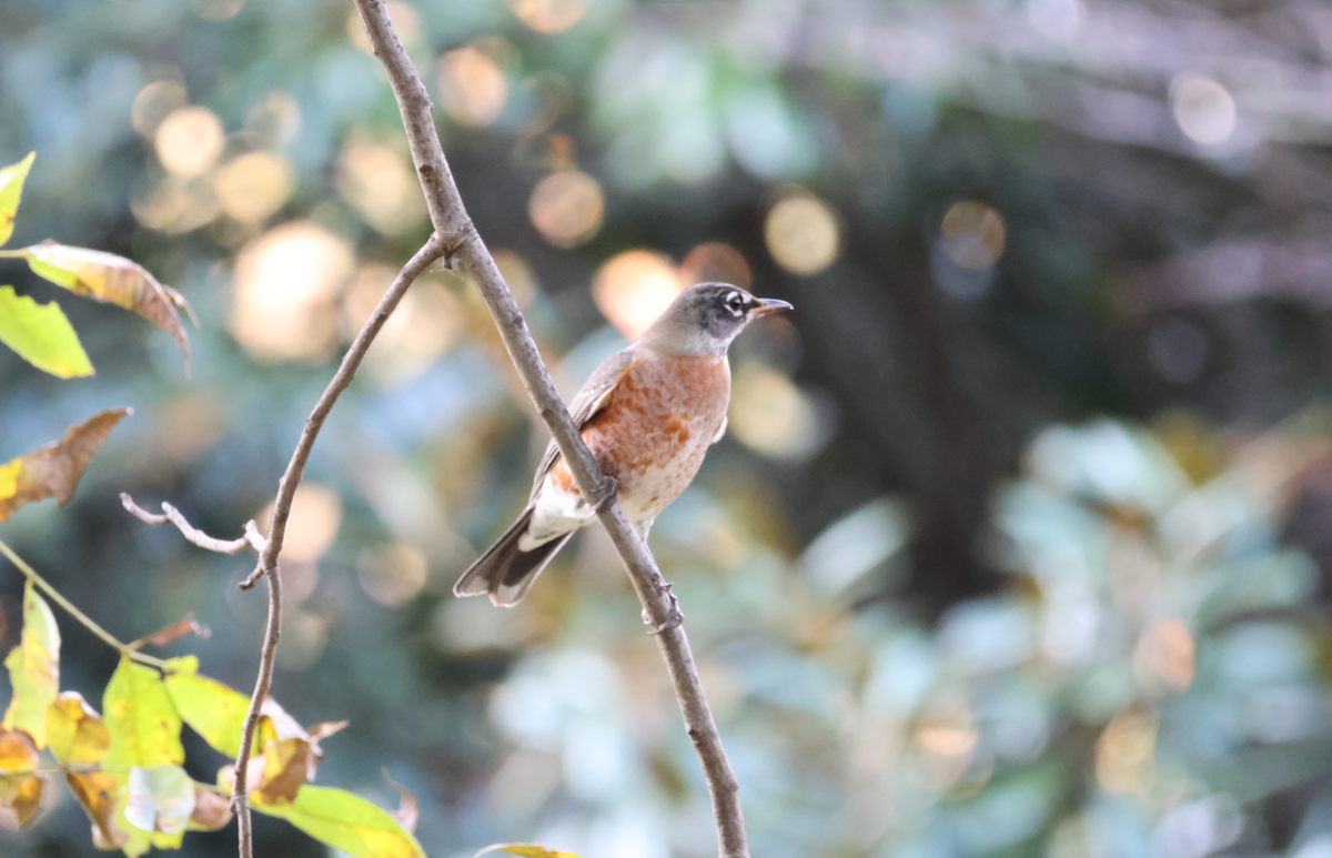 American Robin - ML645725664