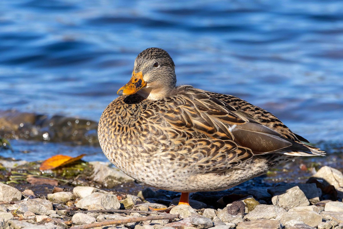 Mallard - ML645725665